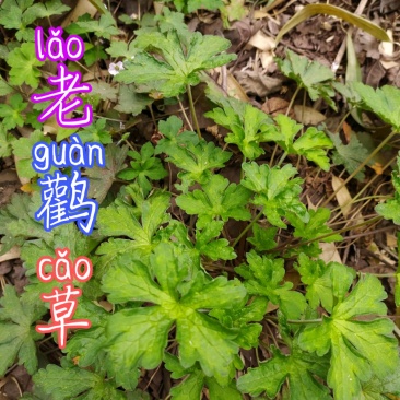 贵州毕节古夜郎大地野生药材老鹳草下单现采