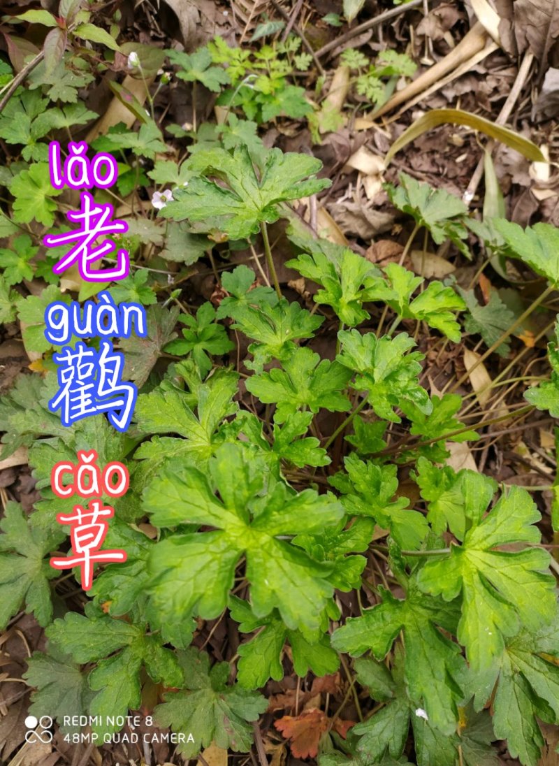 贵州毕节古夜郎大地野生药材老鹳草下单现采