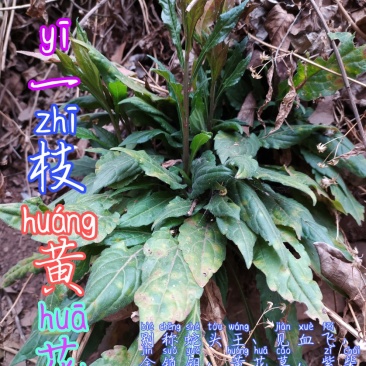 贵州古夜郎大山野生药材一枝黄花全草入药下单现采