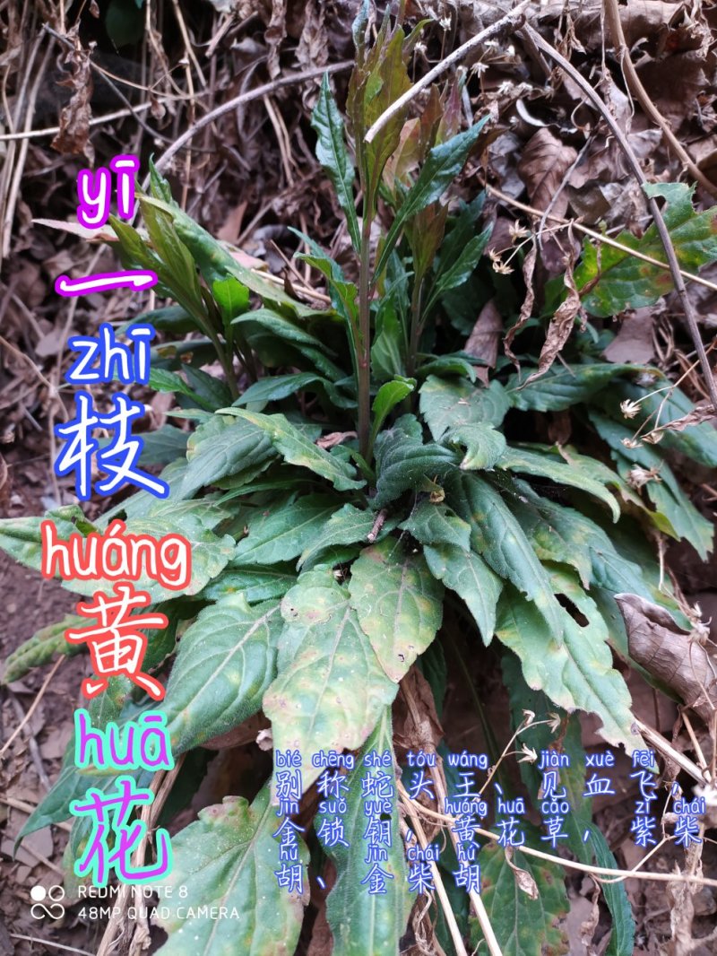贵州古夜郎大山野生药材一枝黄花全草入药下单现采