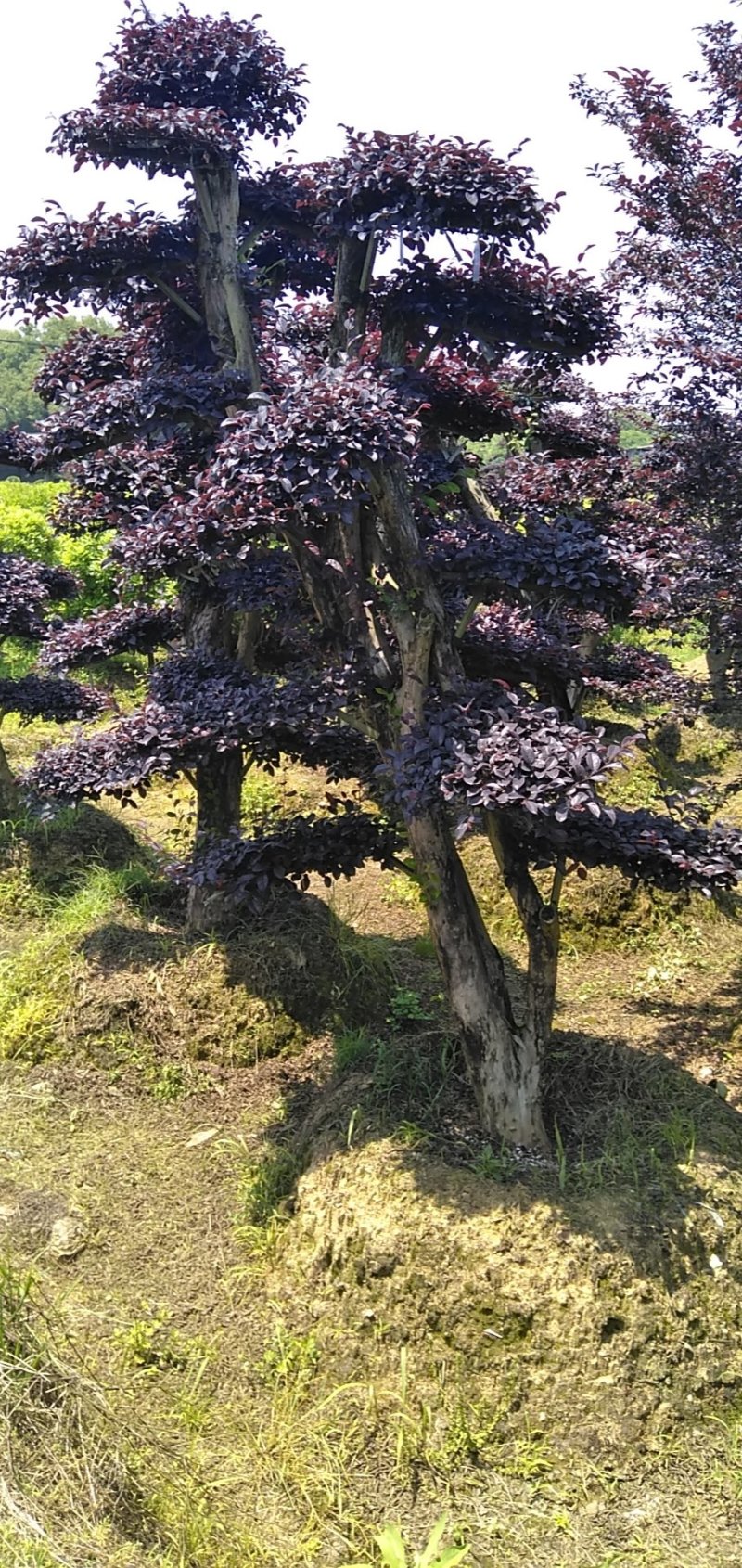 红继木桩