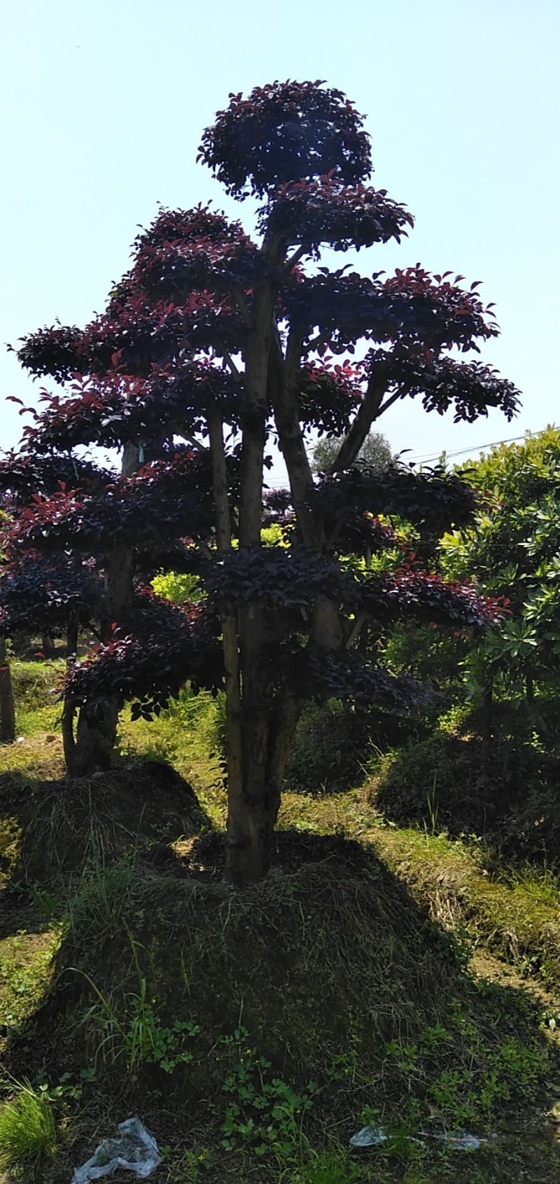 红继木桩