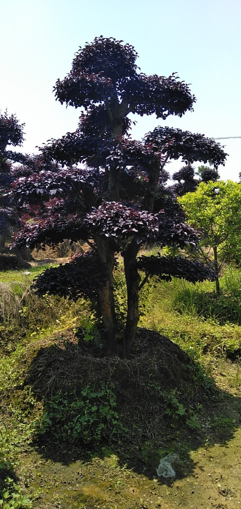 红继木桩