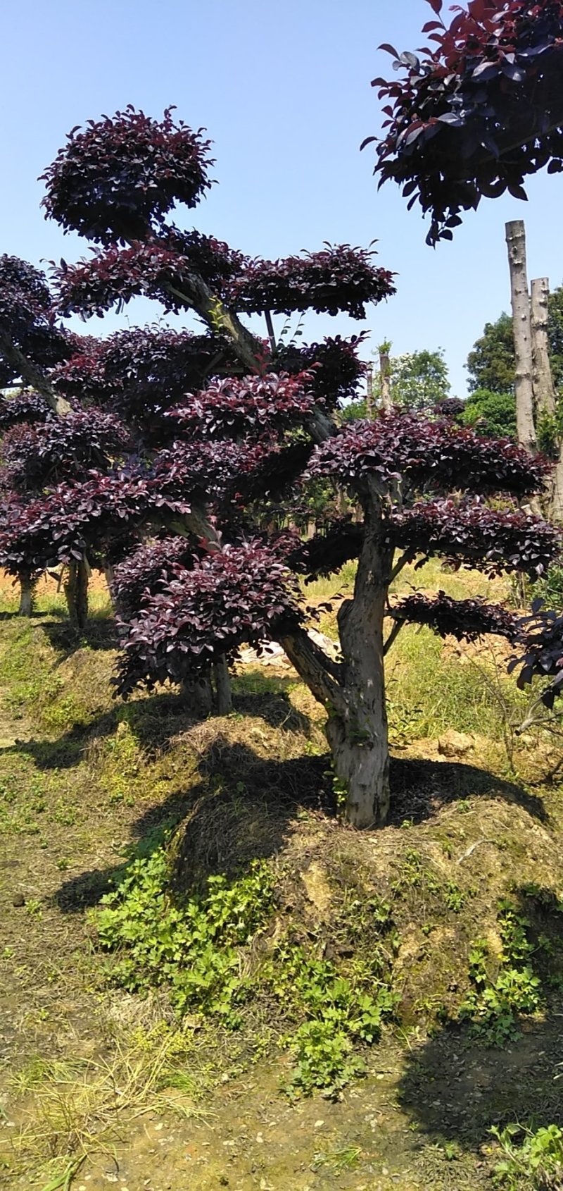 红继木桩