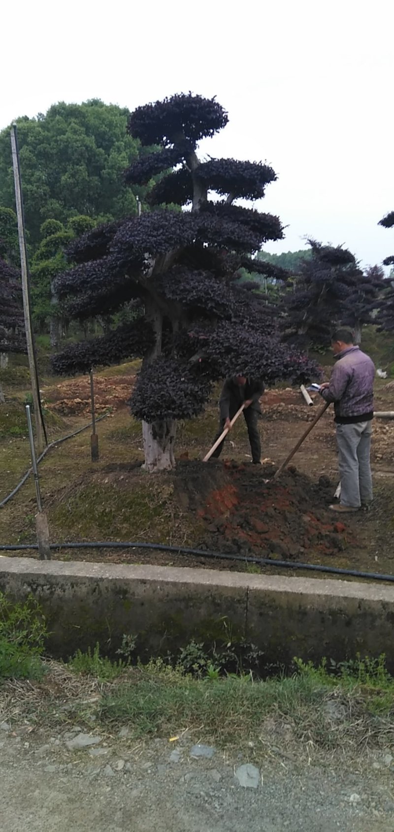 红继木桩
