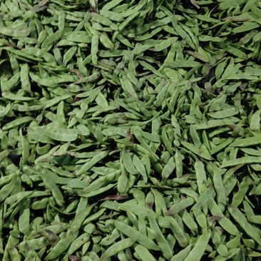 油豆质量好价格合理要货请联系