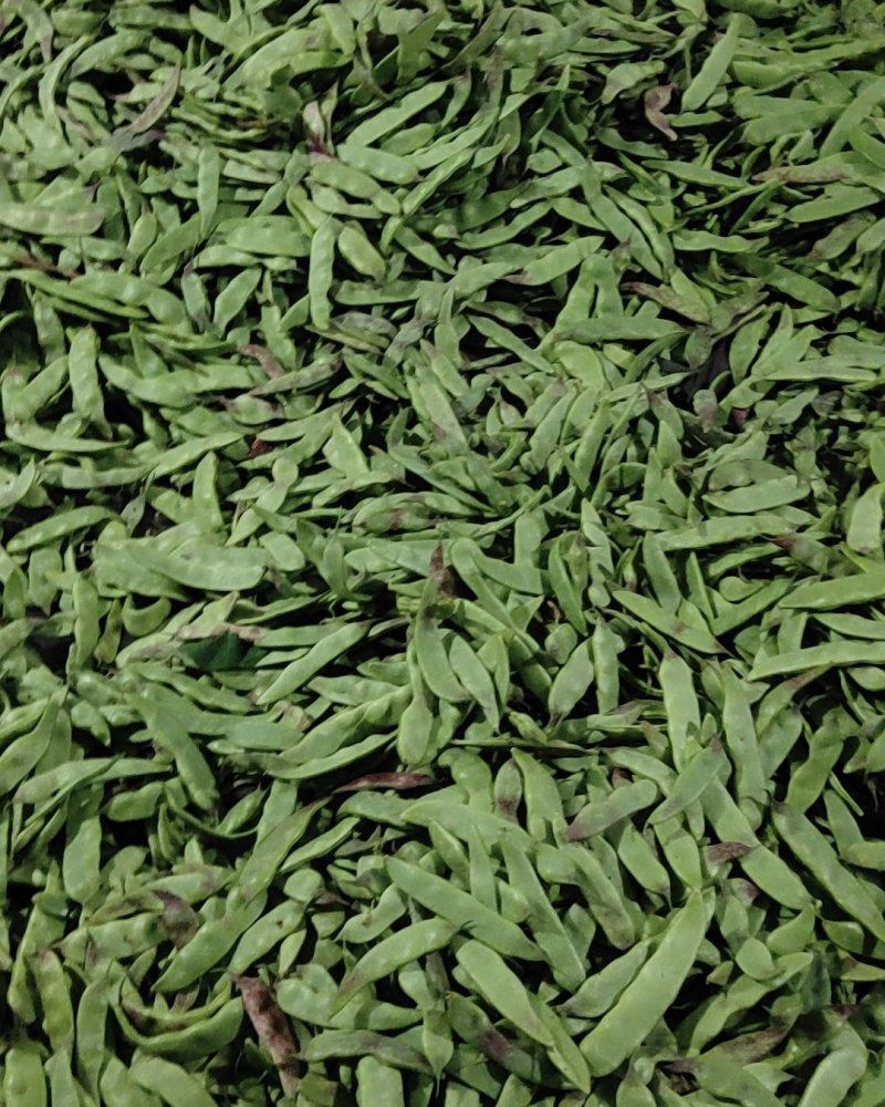 油豆质量好价格合理要货请联系