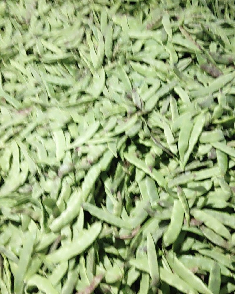 油豆质量好价格合理要货请联系