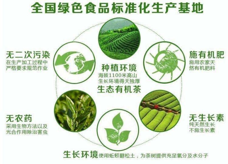 茶农直销2021春茶安溪铁观音浓香型