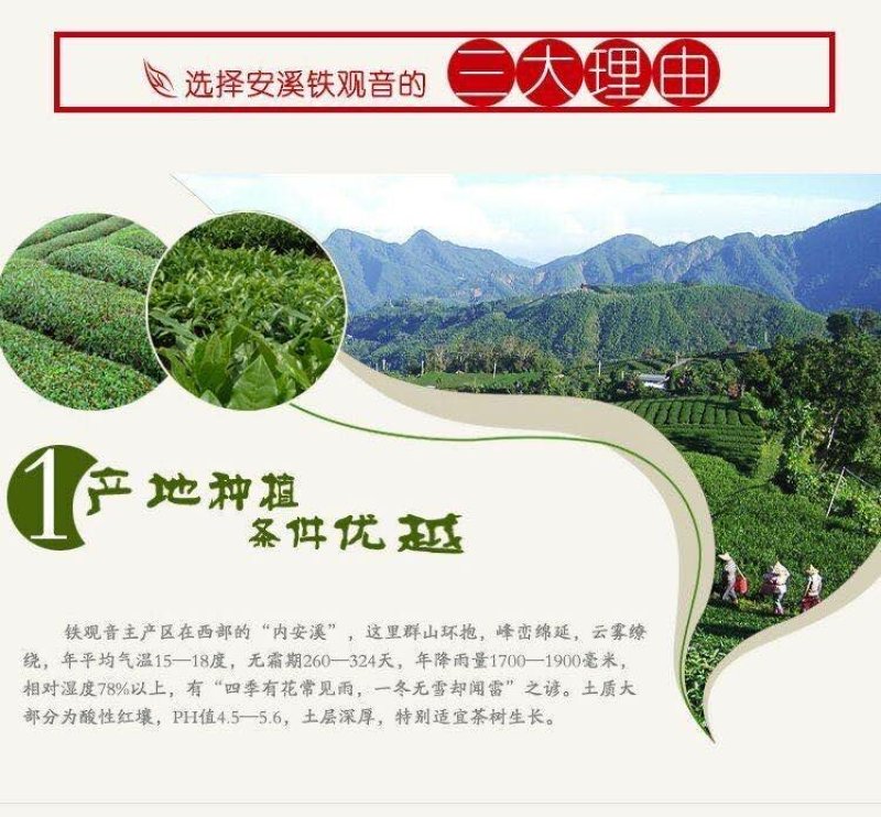 茶农直销2021春茶安溪铁观音浓香型