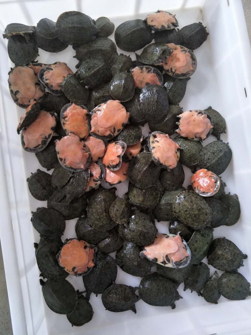 养殖场直销一元3个无精甲鱼蛋受精蛋