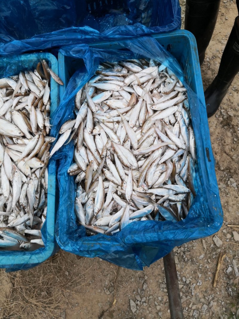 养殖场直销一元3个无精甲鱼蛋受精蛋