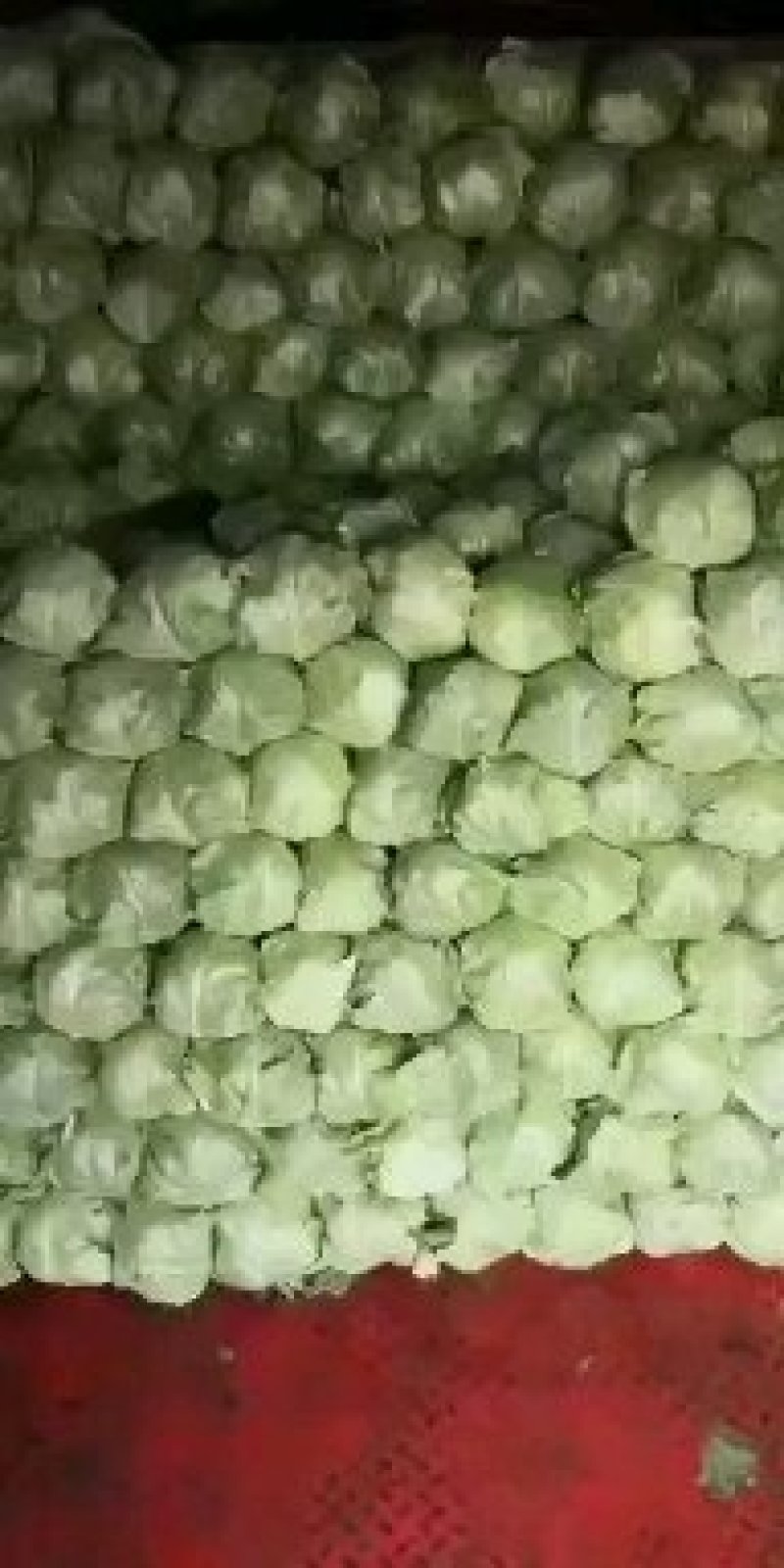 蔬菜种植基地甘蓝以大量上市。基地直发，质量保证，价格不高