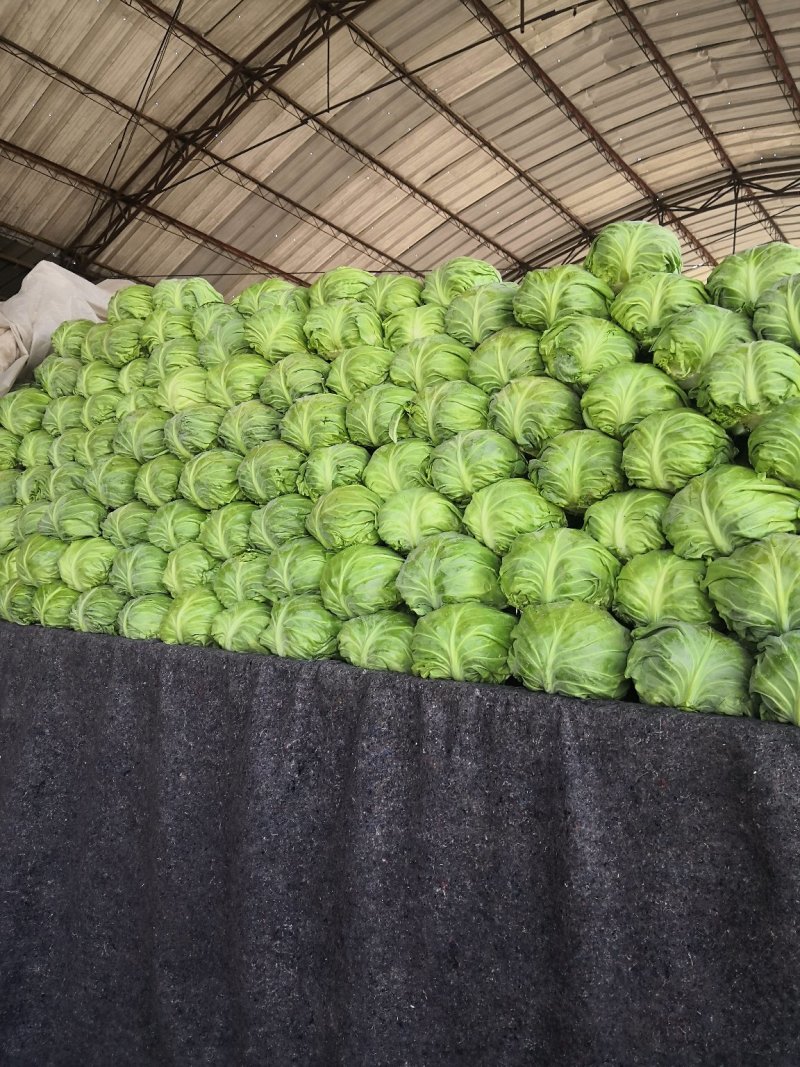 蔬菜种植基地甘蓝以大量上市。基地直发，质量保证，价格不高