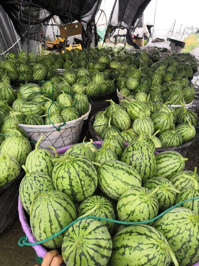 正宗早春红玉拿比特小西瓜8成熟1茬