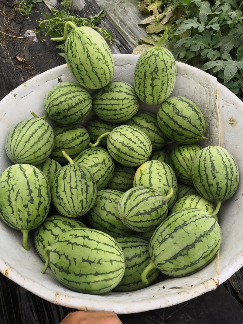 正宗早春红玉拿比特小西瓜8成熟1茬