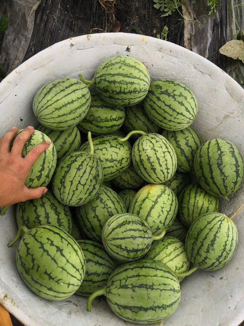正宗早春红玉拿比特小西瓜8成熟1茬