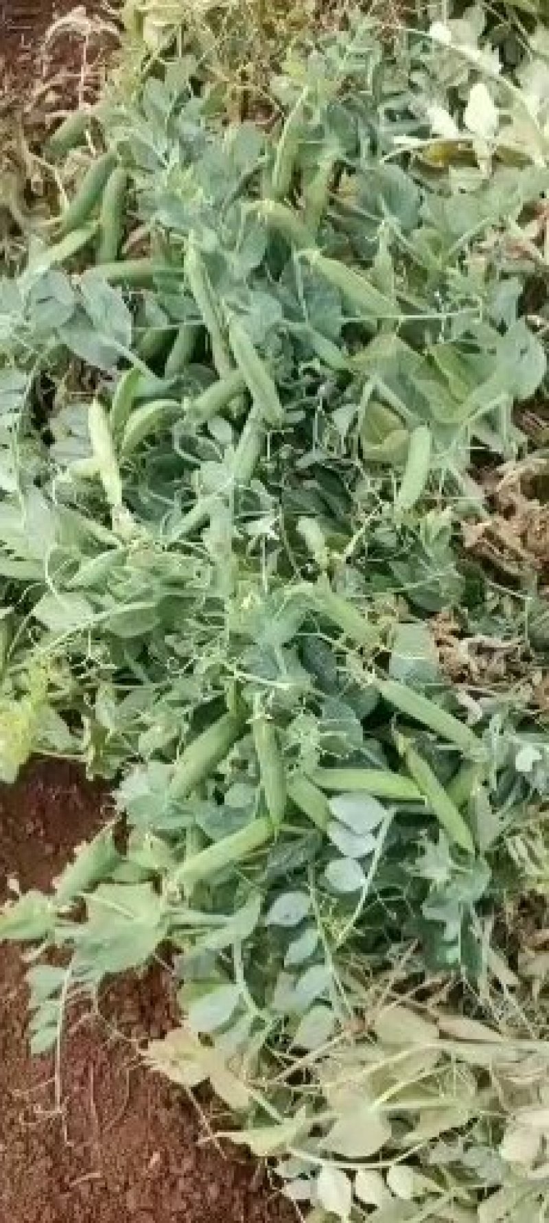 长寿仁豌豆