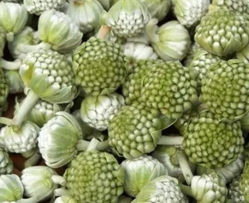 【绿萝花】中药材绿萝花晾晒手工挑选中药材绿萝花包邮