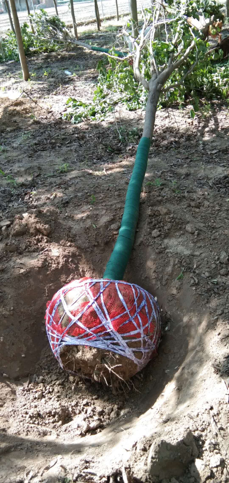 巨紫荆精品巨紫荆基地直销规格全价格低