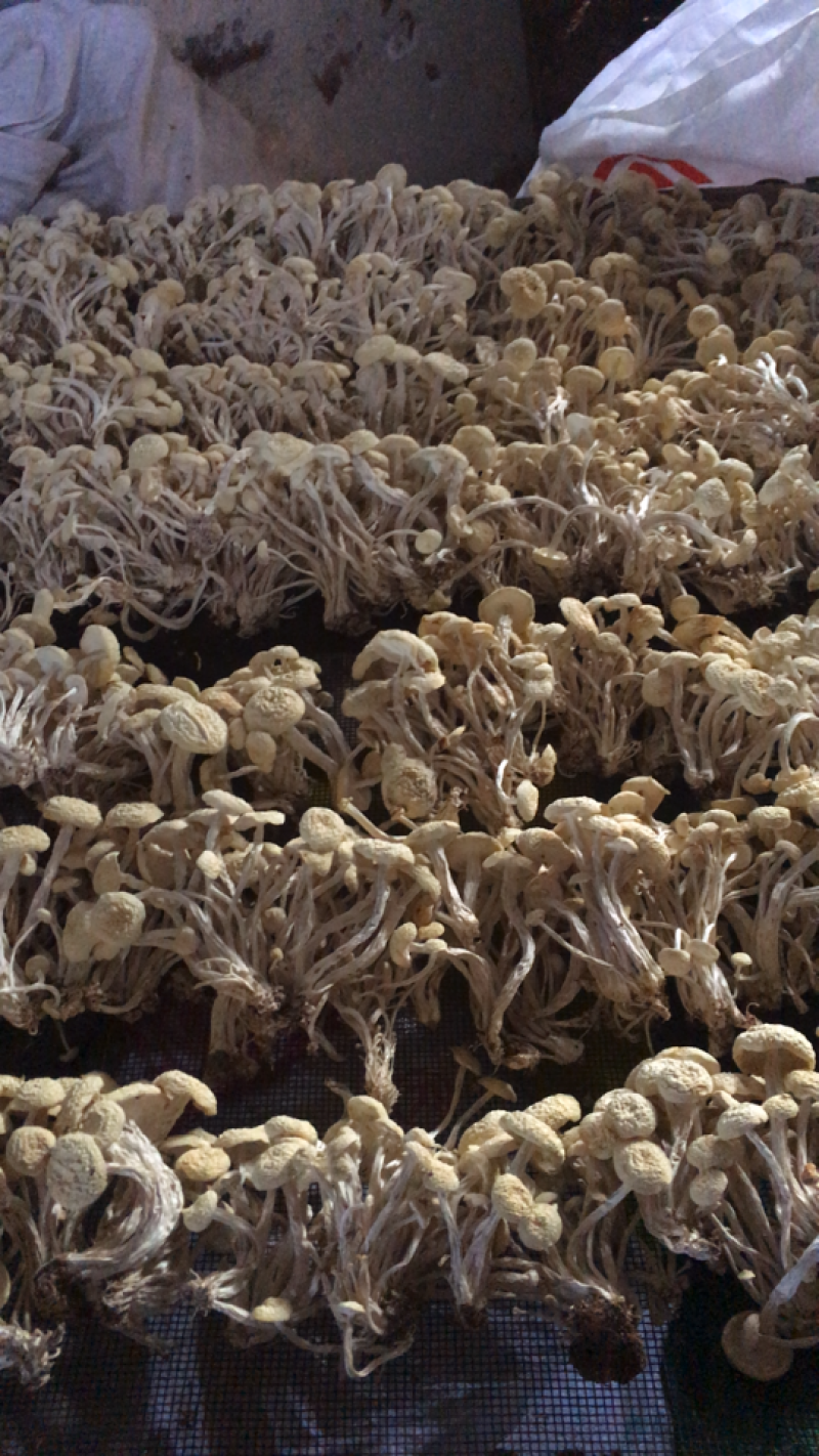茶树菇