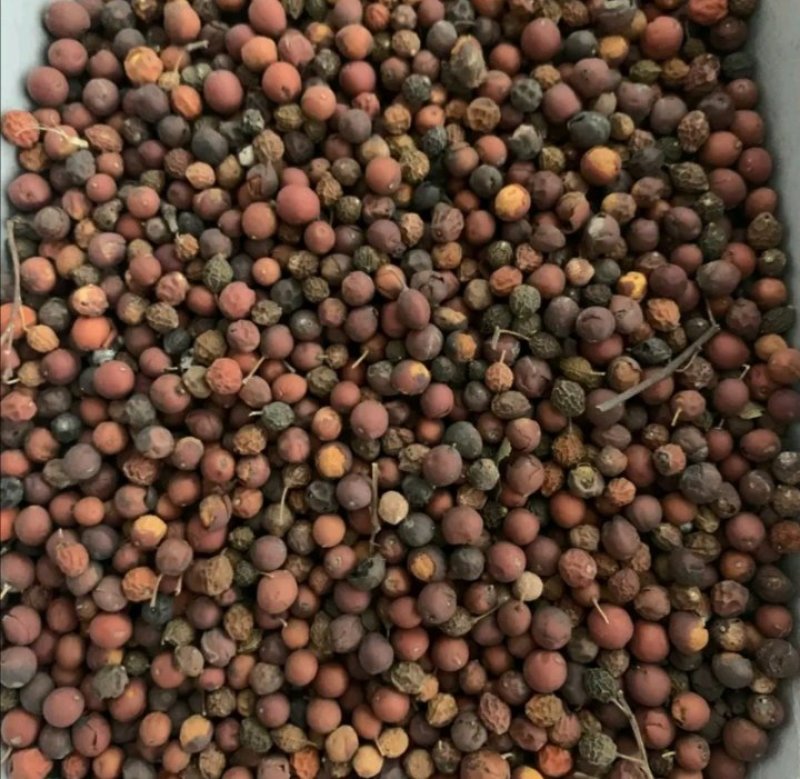 供应朴树种子，