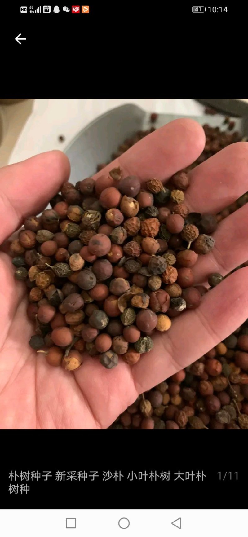 供应朴树种子，