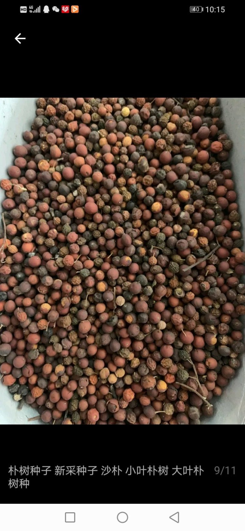 供应朴树种子，