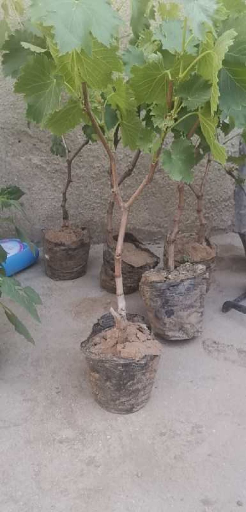 基地直销葡萄盆栽盆景苗及地栽苗品中纯正