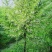 日本雪铃树，乔木茉莉花树苗，直杆乔木茉莉花大树