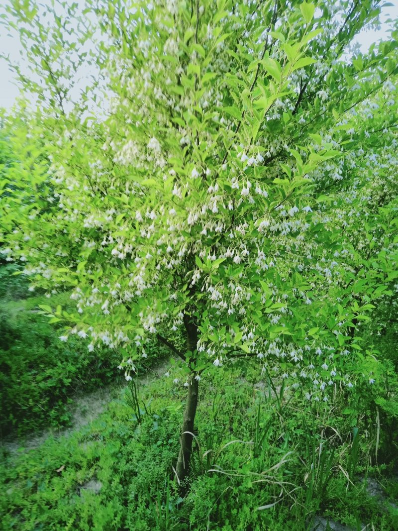 日本雪铃树，乔木茉莉花树苗，直杆乔木茉莉花大树