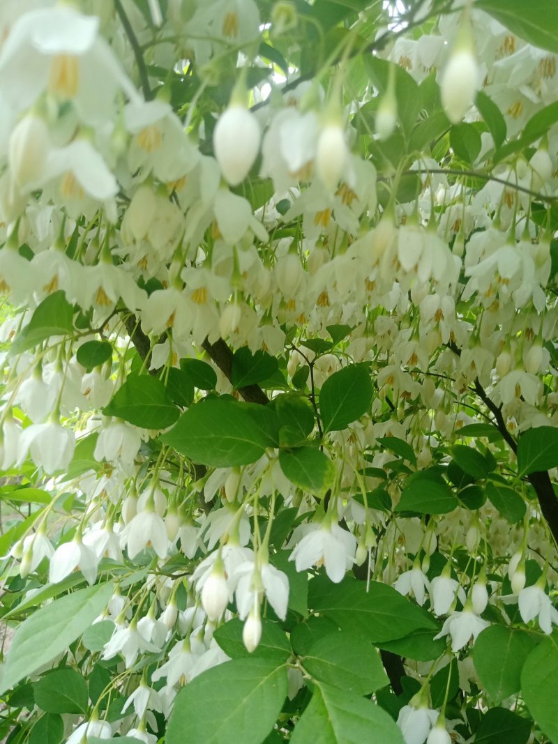 日本雪铃树，乔木茉莉花树苗，直杆乔木茉莉花大树