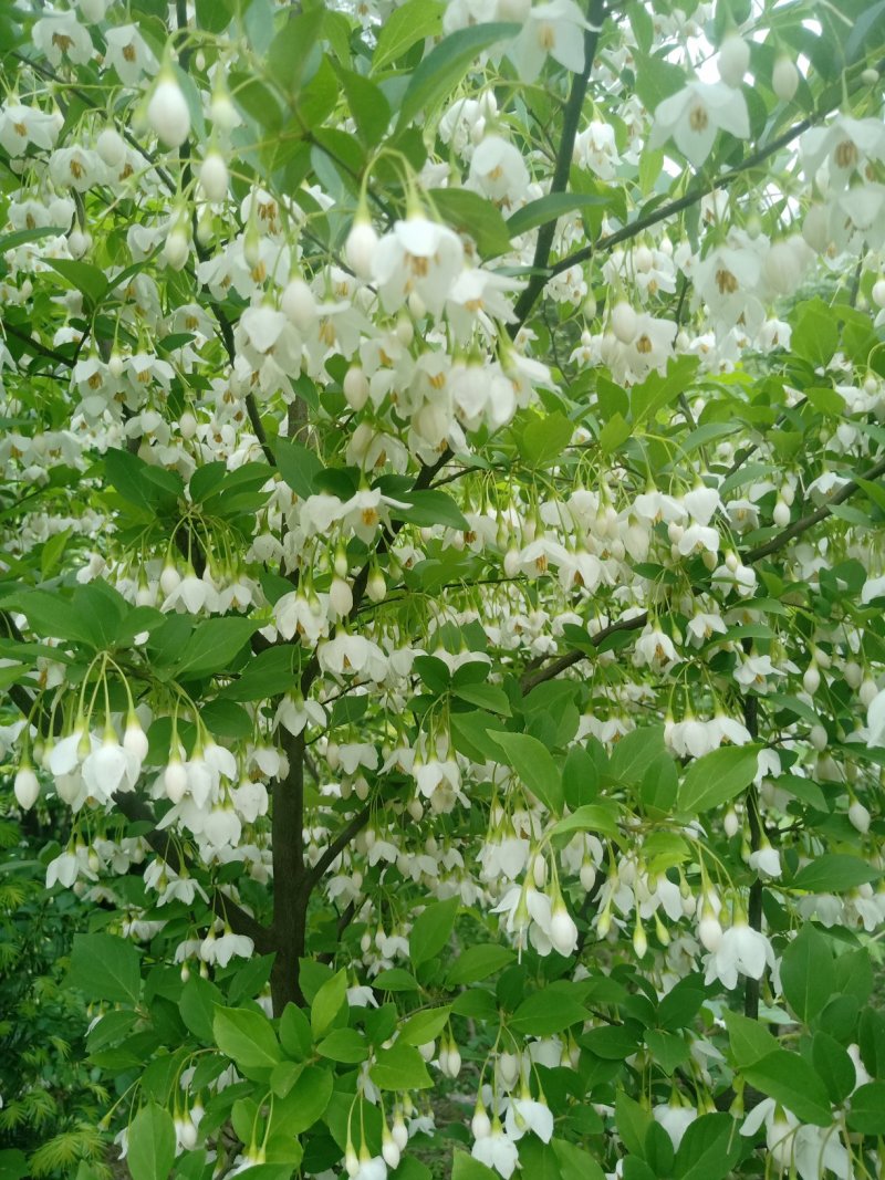 日本雪铃树，乔木茉莉花树苗，直杆乔木茉莉花大树
