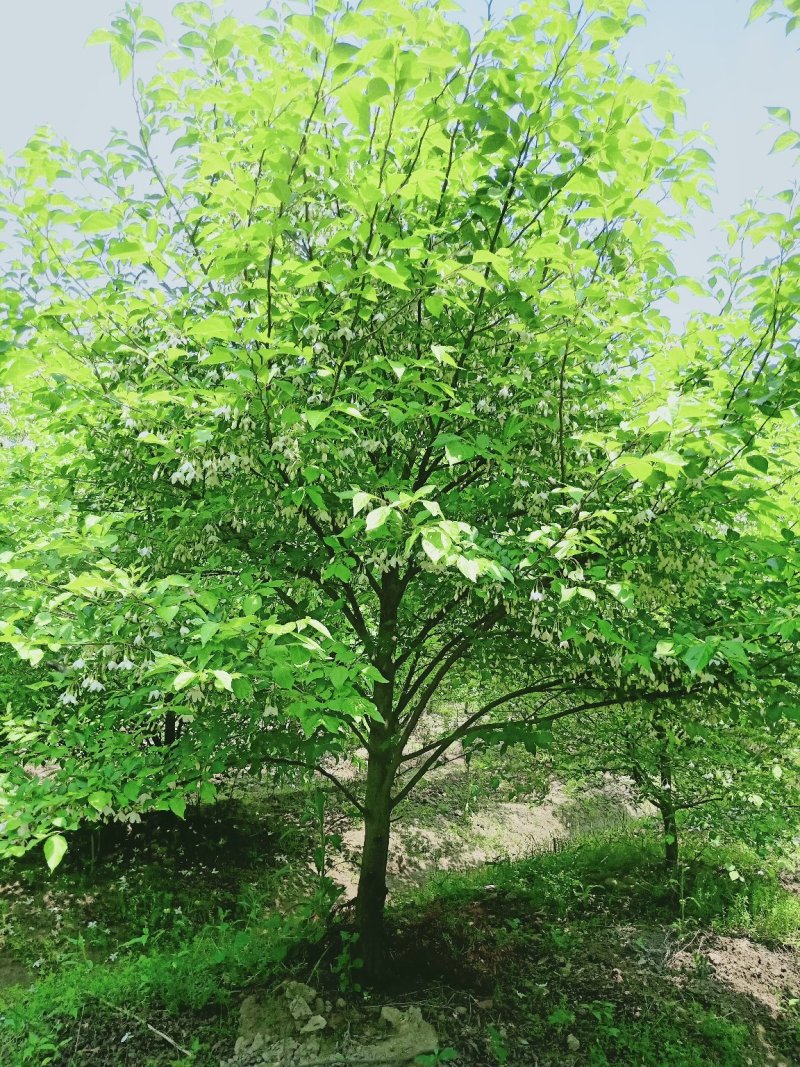日本雪铃树，乔木茉莉花树苗，直杆乔木茉莉花大树