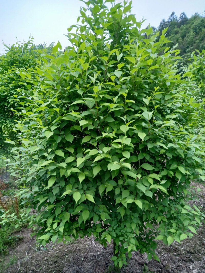日本雪铃树，乔木茉莉花树苗，直杆乔木茉莉花大树