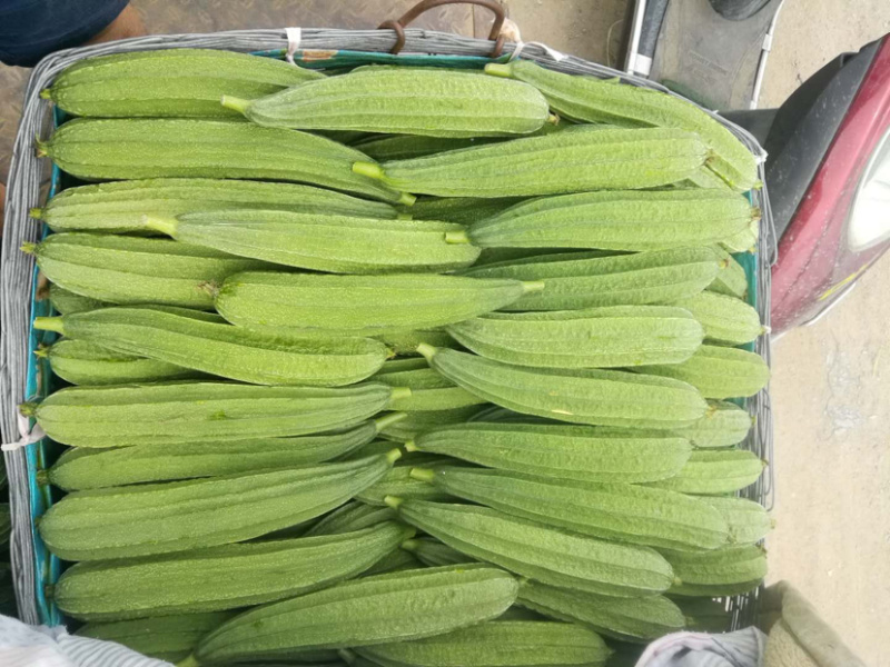 越夏花点肉丝瓜及早来瓜22天