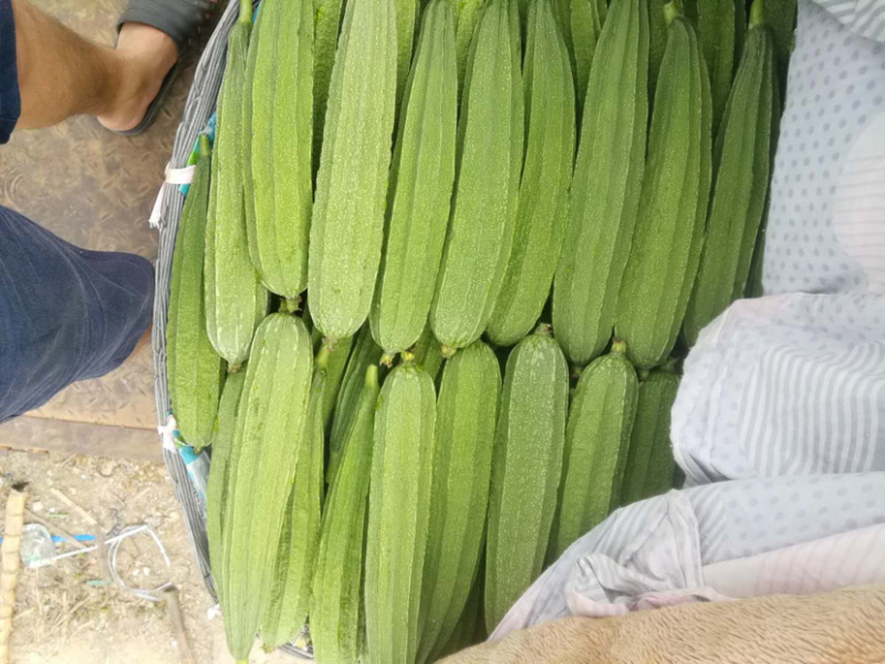 越夏花点肉丝瓜及早来瓜22天