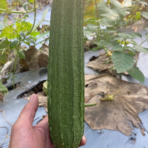 越夏花点肉丝瓜及早来瓜22天