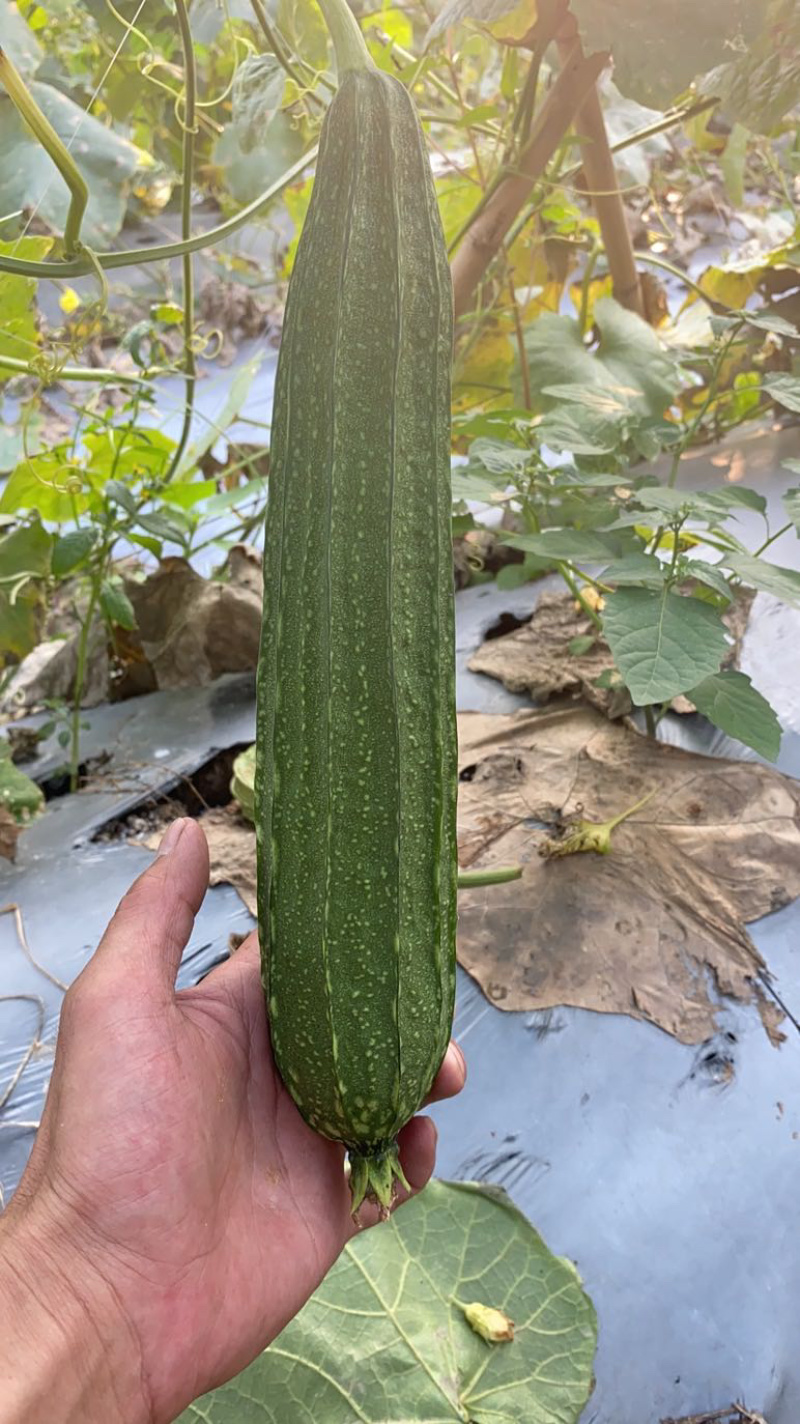 越夏花点肉丝瓜及早来瓜22天