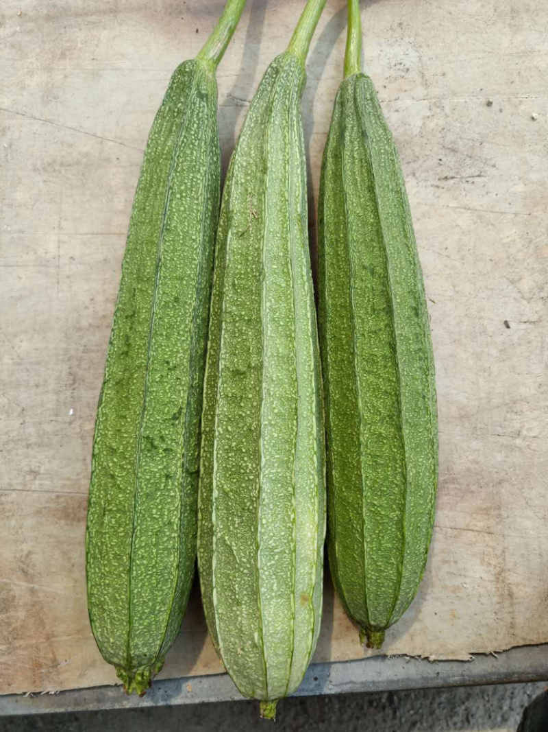 越夏花点肉丝瓜及早来瓜22天