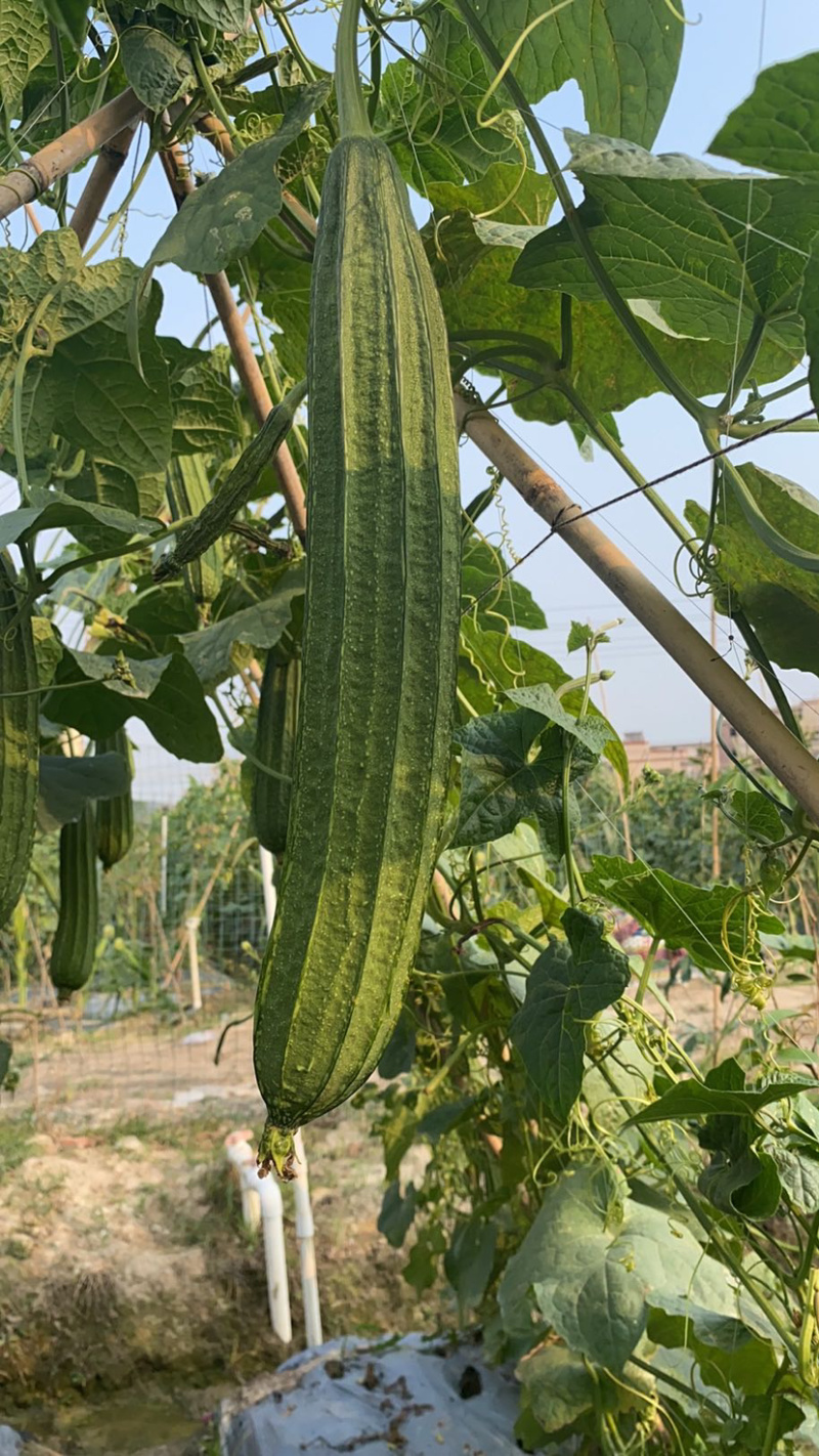 越夏花点肉丝瓜及早来瓜22天