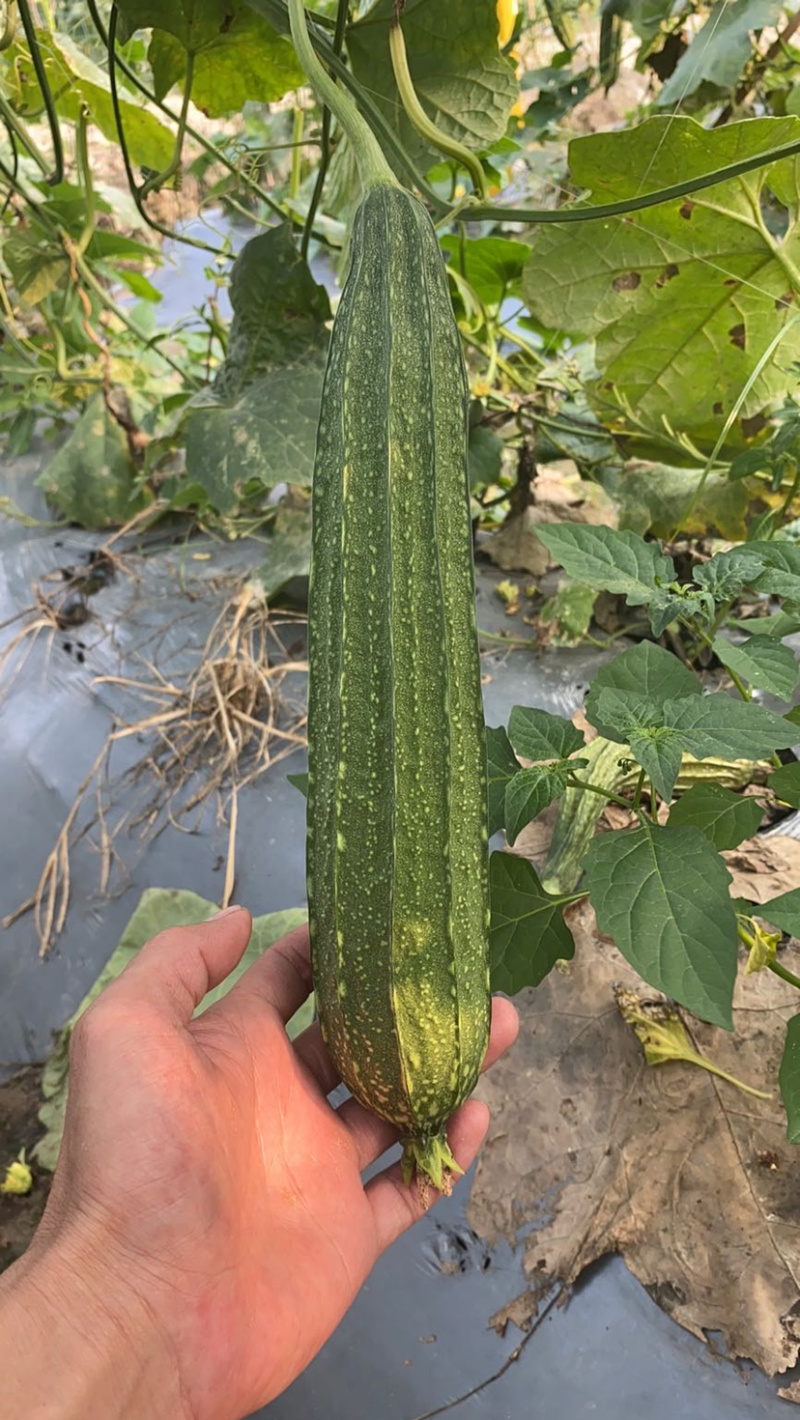 越夏花点肉丝瓜及早来瓜22天