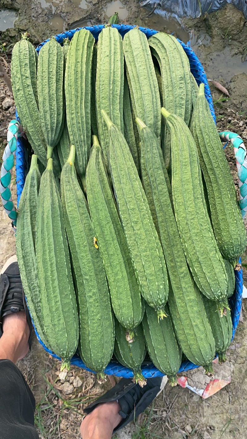 越夏花点肉丝瓜及早来瓜22天