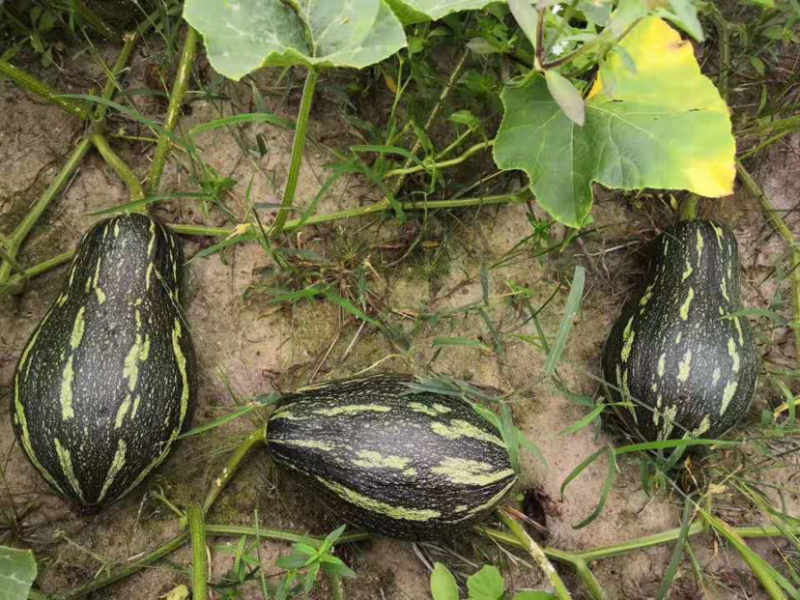 香芋南瓜香味浓郁粉又甜南瓜苗子新鲜蔬菜绿贝贝板栗味