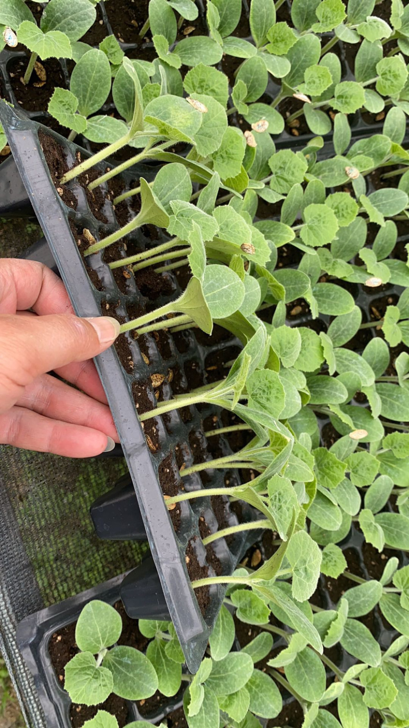 香芋南瓜香味浓郁粉又甜南瓜苗子新鲜蔬菜绿贝贝板栗味