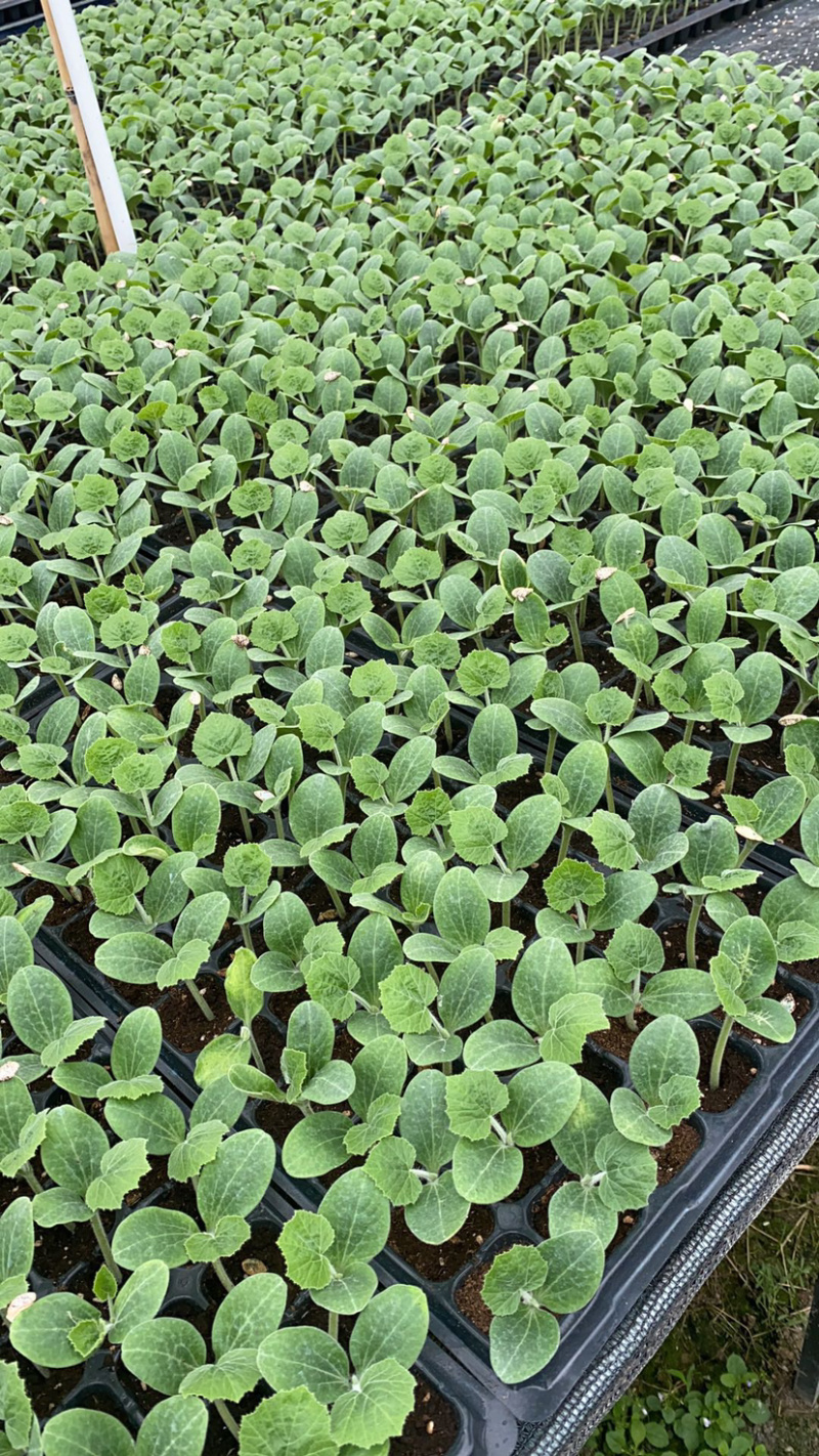 香芋南瓜香味浓郁粉又甜南瓜苗子新鲜蔬菜绿贝贝板栗味