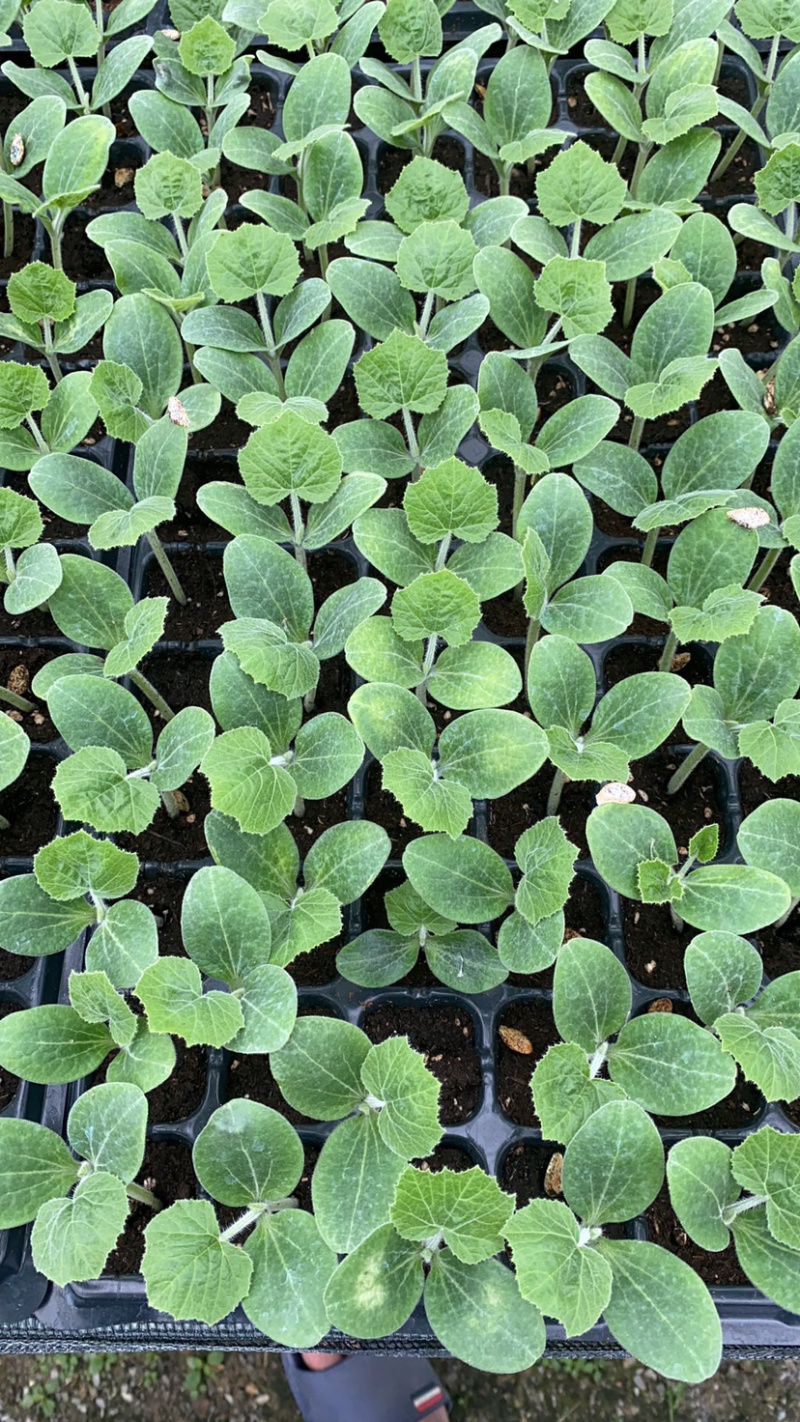 香芋南瓜香味浓郁粉又甜南瓜苗子新鲜蔬菜绿贝贝板栗味