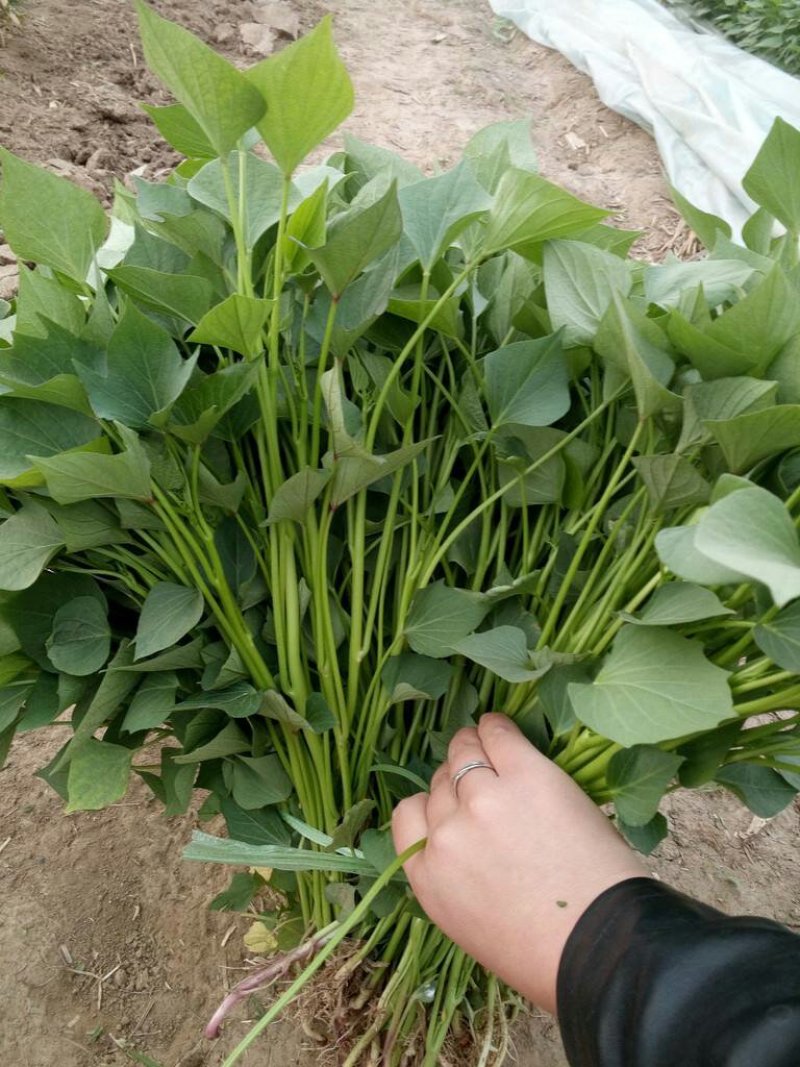哈密红薯苗，拔苗，高剪苗，大田苗，质量保证，欢迎订购