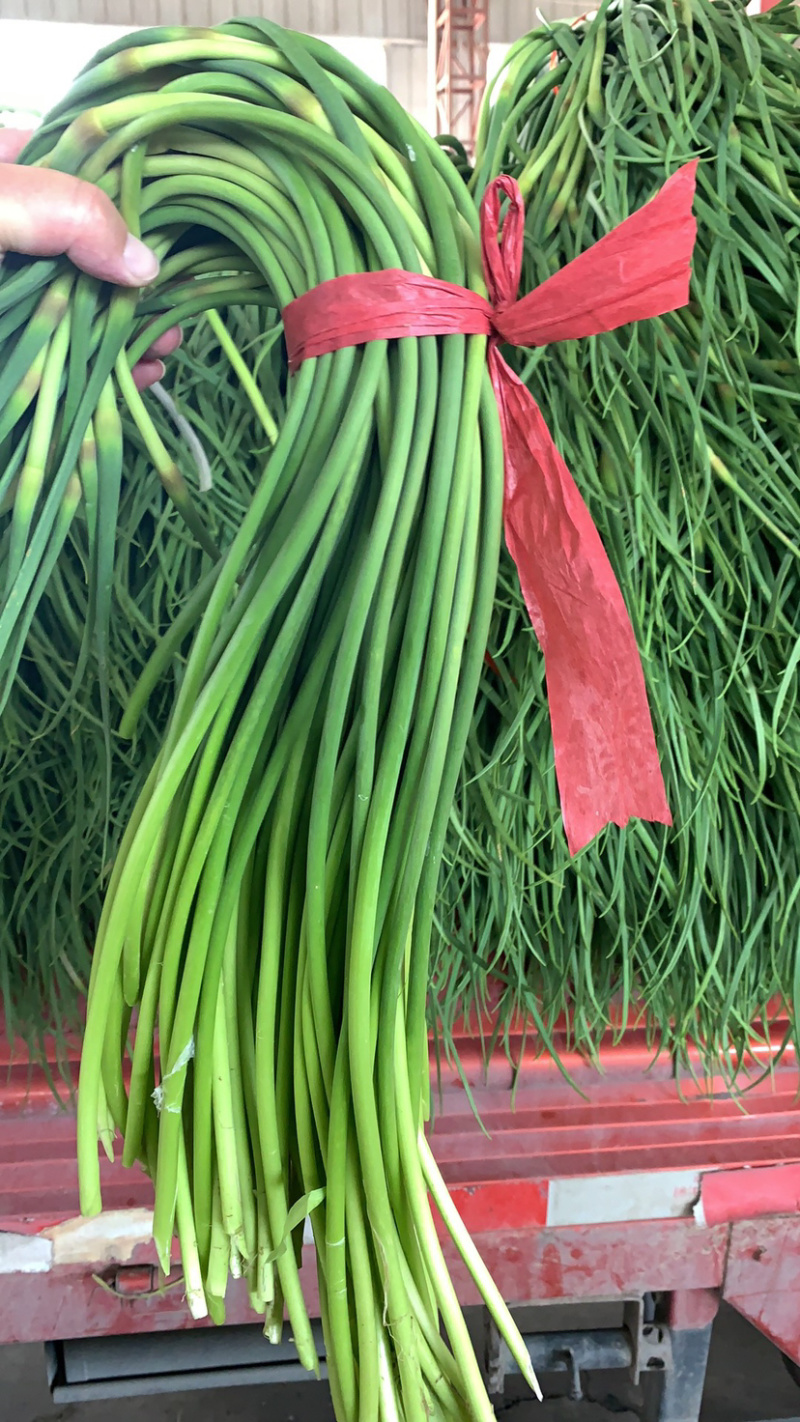 杂交蒜薹代收代存，精加工代发各地市场