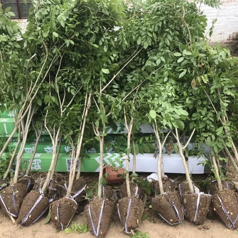 紫藤花树苗，爬滕庭院，丰花紫藤，花期长，紫藤花树苗爬藤植